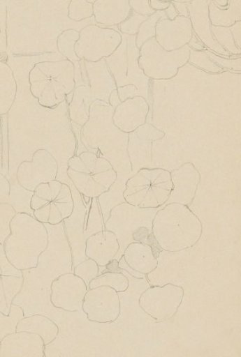 Leaves of a plant