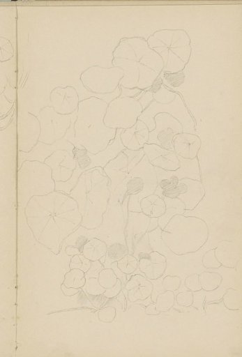 Leaves of a plant