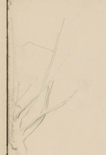 Tree trunk with branches