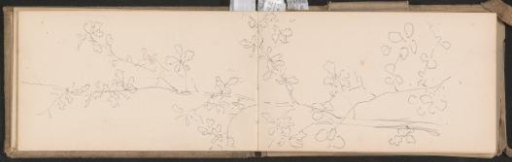 Branches with leaves