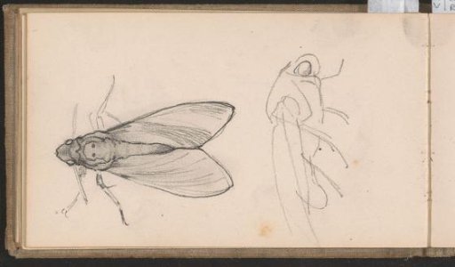 Flies