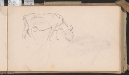 Grazing cow
