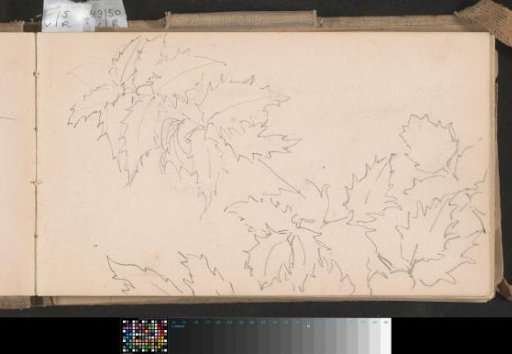 Leaves with a serrated edge