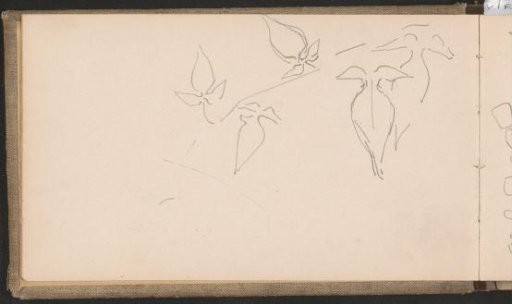 Leaves with a smooth leaf edge