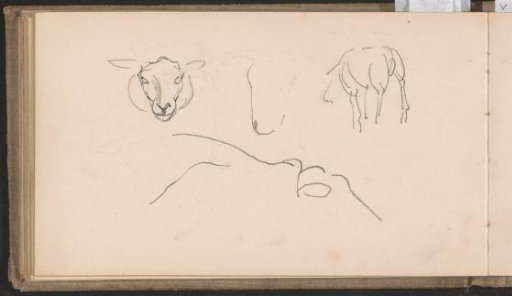 Sheep and a sheep's head