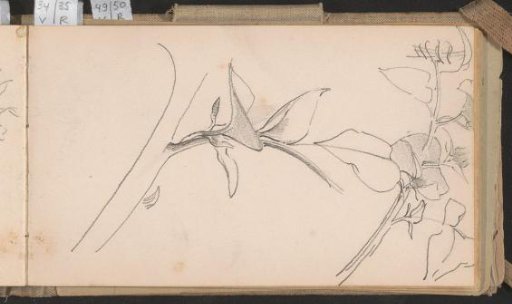 Flower and a branch with leaves