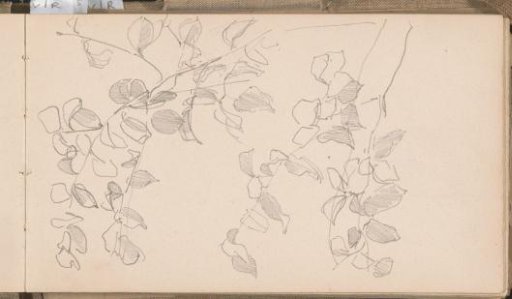 Branches with leaves