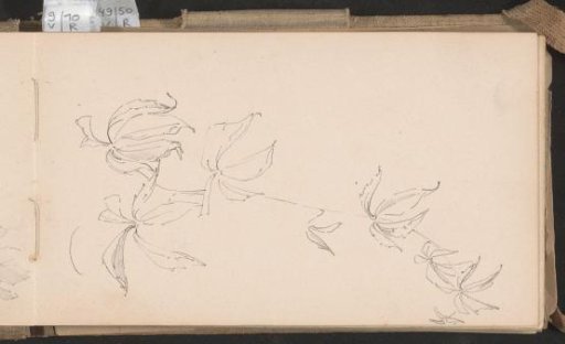 Branches with divided leaves