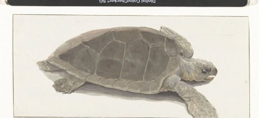 Turtle Caught by the Crew of the Boat