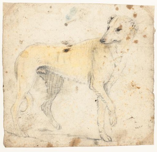 Study sheet of a walking dog