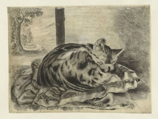 Sleeping cat