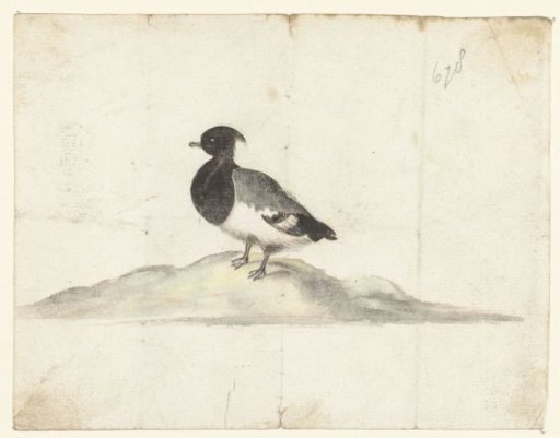 Tufted Duck