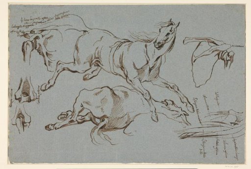 Sketches of a leaping and reclining horse and some anatomical details