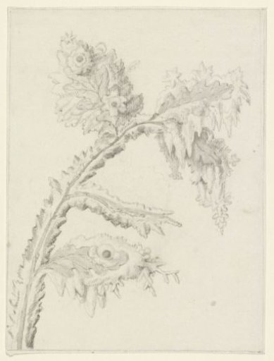 Oak leaves