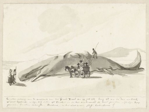 Stranded whale on Texel, 1763
