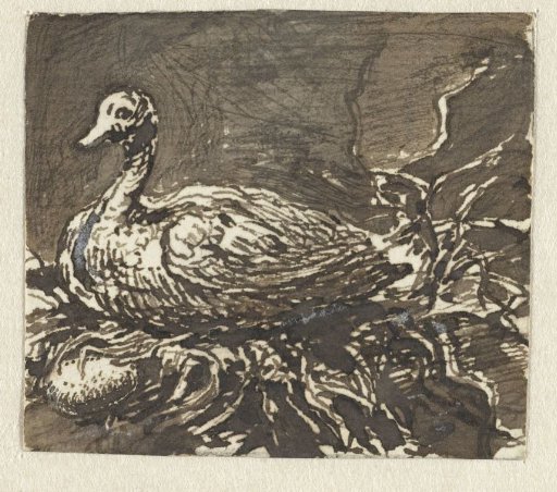 Brooding Duck