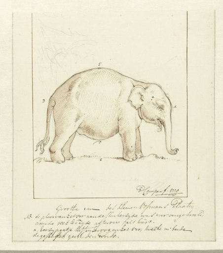 Elephant