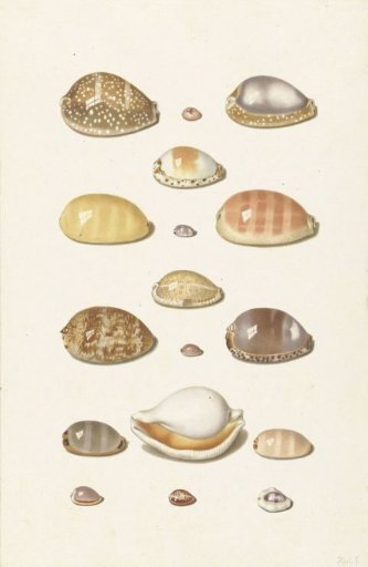 Cowry Shells