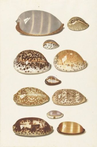 Eleven large and small tropical cowrie shells