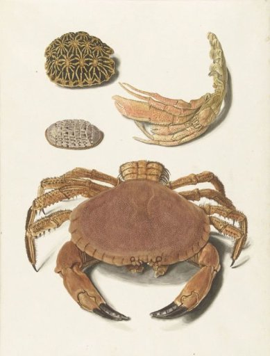 A crab, a claw of a crab and two shells of turtles
