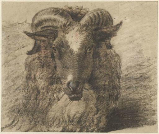 Head of a ram