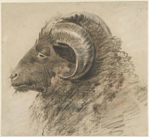 Head of a ram, facing left, seen from the side