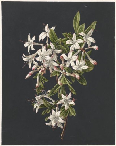 Branch of Azaleas in Bloom