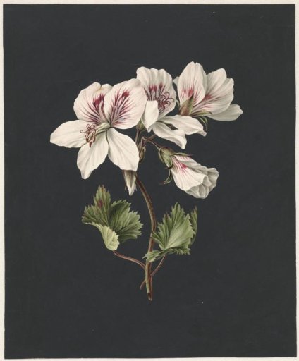 Pelargonium album bicolor