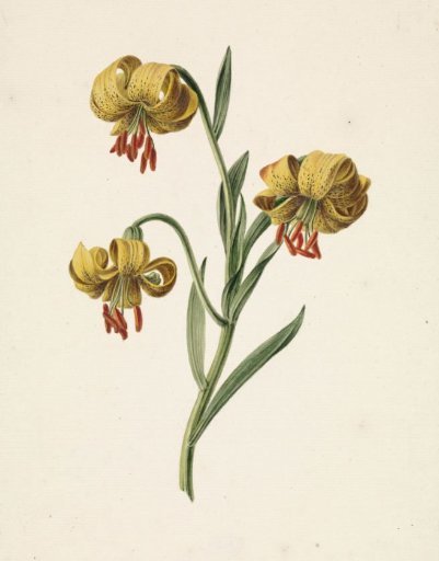 Branch with Three Yellow Lilies