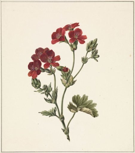 Red Flower