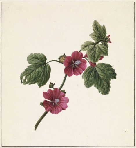 Branch with Purple Flowers