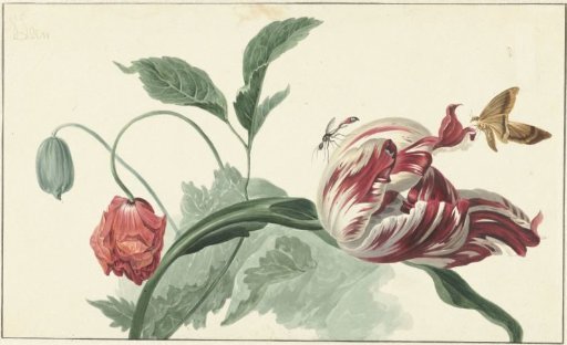 Tulip and a Poppy