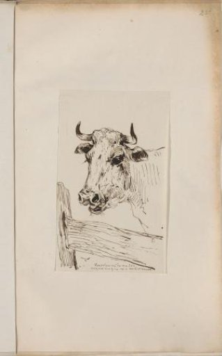 Ox by a fence