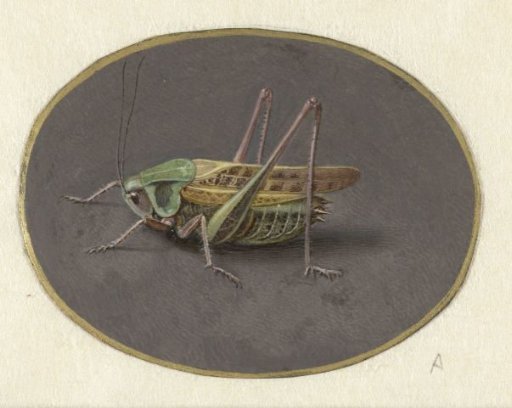 Locust