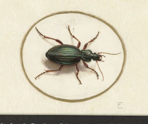 Beetle
