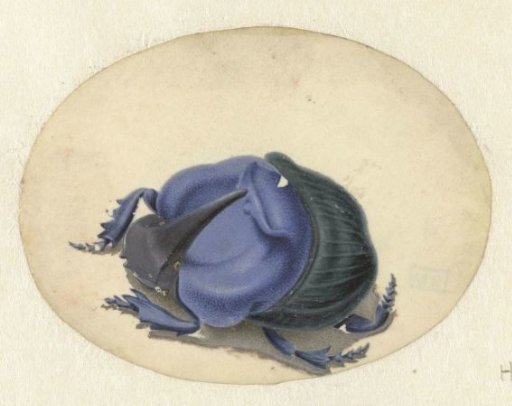 Blue beetle
