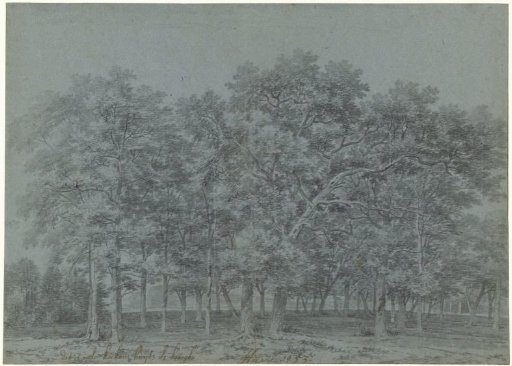 Wooded landscape in the Koekamp outside The Hague