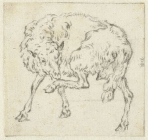 Sheep, Lifting its Left Hind Leg