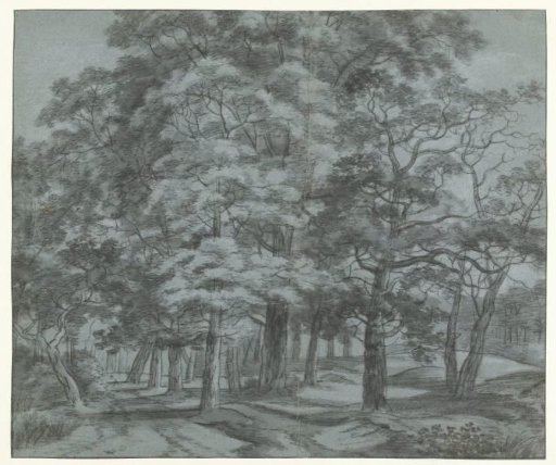 Woodland view