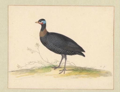 Guineafowl