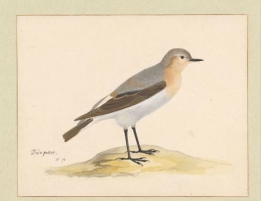 Oystercatcher