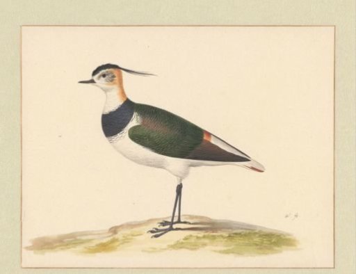 Lapwing