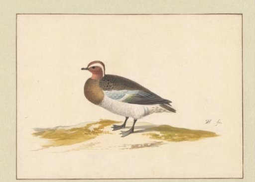 Shoveler
