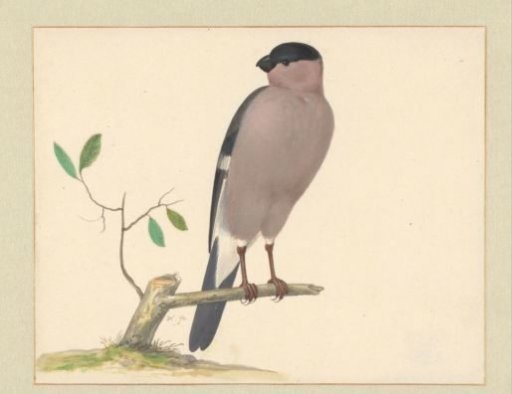 Goldfinch