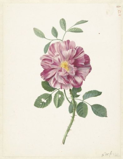 Gallic Rose (Rosa gallica L. ‘Versicolor’)
