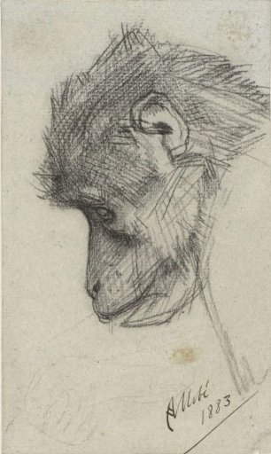 Head of a Monkey