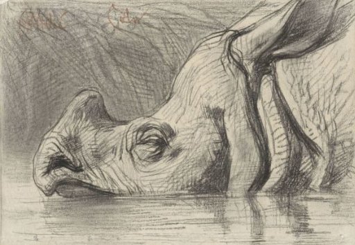 Head of a Rhinoceros, Half Submerged in the Water