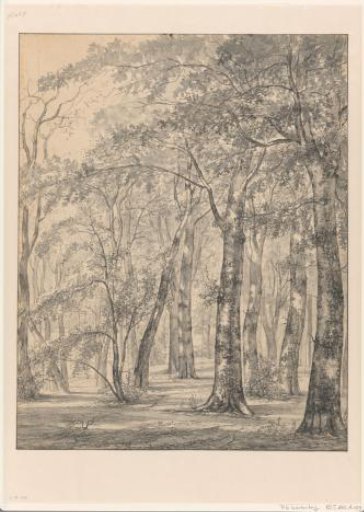 Wooded landscape