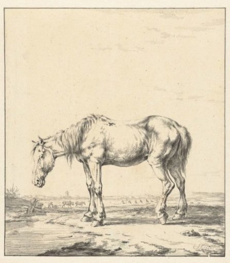 Old horse standing by water