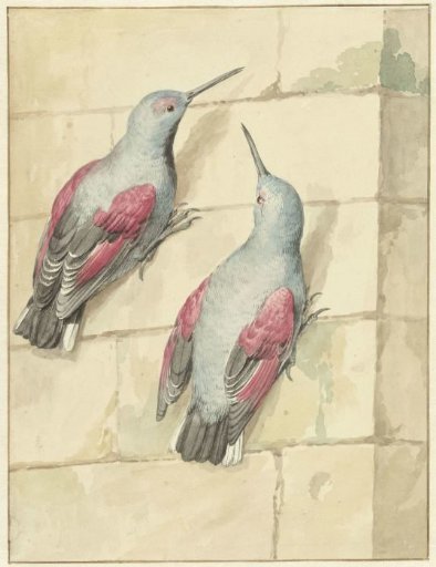 Two Rock Thrushes, Blue and Purple, on a Wall